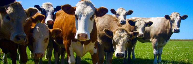 Cows-Beef-Cattle-pp-edited-1200×400 (1) | Cattle Clobber